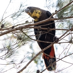 Calyptorhynchus lathami lathami at Penrose - suppressed