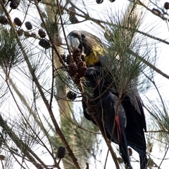 Calyptorhynchus lathami lathami at Penrose - suppressed