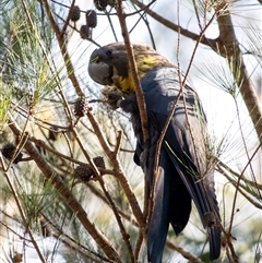 Calyptorhynchus lathami lathami at Penrose - suppressed