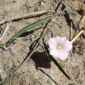 Convolvulus remotus at suppressed - suppressed