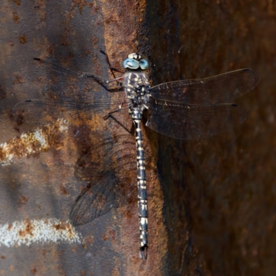 Austroaeschna parvistigma (Swamp Darner) at Tharwa, ACT - 28 Feb 2024 by KorinneM