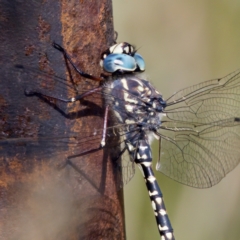 Austroaeschna parvistigma at Gibraltar Pines - 28 Feb 2024 11:12 AM