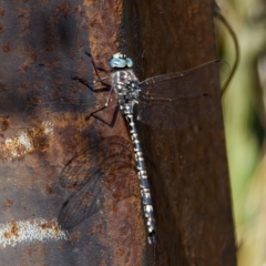 Austroaeschna parvistigma at Gibraltar Pines - 28 Feb 2024