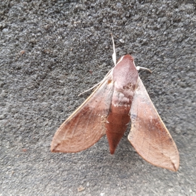 Hippotion scrofa (Coprosma Hawk Moth) at Bundanoon, NSW - 1 Mar 2024 by Aussiegall