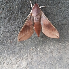 Hippotion scrofa at Wingecarribee Local Government Area - 1 Mar 2024 12:20 PM