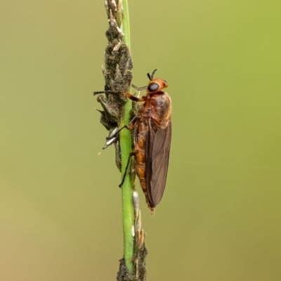 Inopus rubriceps (Sugarcane Soldier Fly) at Wingecarribee Local Government Area - 28 Feb 2024 by Aussiegall