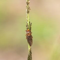 Inopus rubriceps at Penrose - 28 Feb 2024