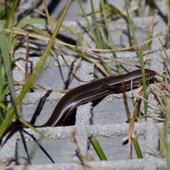 Acritoscincus duperreyi (Eastern Three-lined Skink) at Gibraltar Pines - 28 Feb 2024 by KorinneM