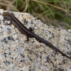 Lampropholis guichenoti (Common Garden Skink) at Tharwa, ACT - 28 Feb 2024 by KorinneM