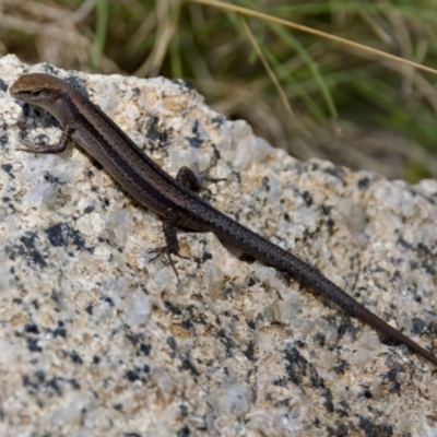 Lampropholis guichenoti (Common Garden Skink) at Gibraltar Pines - 28 Feb 2024 by KorinneM