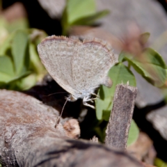 Zizina otis (Common Grass-Blue) at Namadgi National Park - 28 Feb 2024 by KorinneM