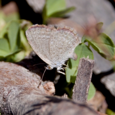 Zizina otis (Common Grass-Blue) at Namadgi National Park - 28 Feb 2024 by KorinneM