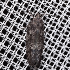 Palimmeces undescribed species nr hemiphanes (A Concealer moth) at QPRC LGA - 28 Feb 2024 by DianneClarke