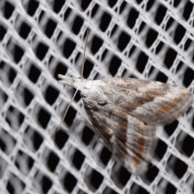 Nola paromoea (Divided Tuft-moth) at QPRC LGA - 28 Feb 2024 by DianneClarke