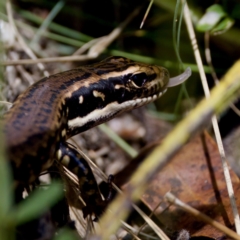 Eulamprus heatwolei (Yellow-bellied Water Skink) at Cotter River, ACT - 28 Feb 2024 by KorinneM