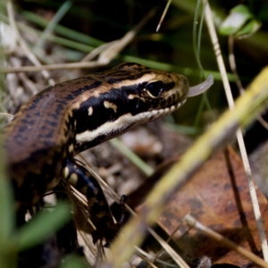 Eulamprus heatwolei at Namadgi National Park - 28 Feb 2024