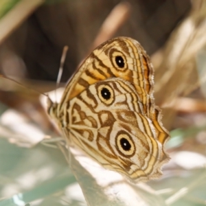 Geitoneura acantha at Tidbinbilla Nature Reserve - 1 Mar 2024 01:37 PM