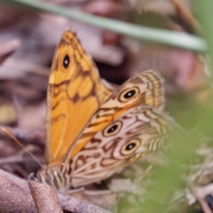 Geitoneura acantha at Tidbinbilla Nature Reserve - 1 Mar 2024