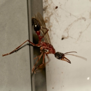 Myrmecia nigriceps at Harrison, ACT - 29 Feb 2024