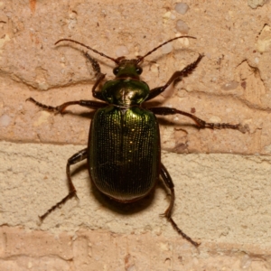 Calosoma schayeri at Harrison, ACT - suppressed