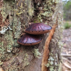 Fistulina sp. (A Beefsteak fungus) at Tallaganda State Forest - 1 Mar 2024 by Csteele4