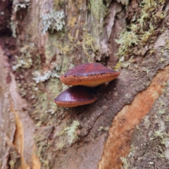 Fistulina sp. at QPRC LGA - 1 Mar 2024