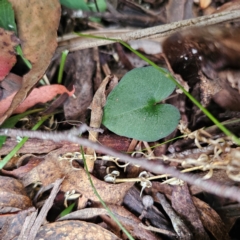 Acianthus exsertus at QPRC LGA - 1 Mar 2024