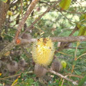 Banksia marginata at QPRC LGA - 1 Mar 2024