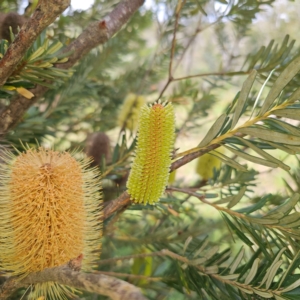 Banksia marginata at QPRC LGA - 1 Mar 2024