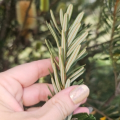 Banksia marginata at QPRC LGA - 1 Mar 2024 01:06 PM