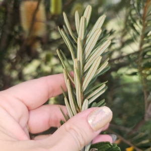 Banksia marginata at QPRC LGA - 1 Mar 2024