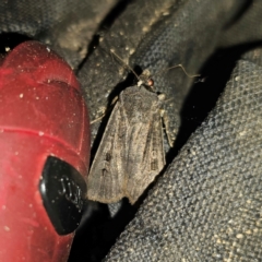 Agrotis infusa (Bogong Moth, Common Cutworm) at QPRC LGA - 29 Feb 2024 by Csteele4