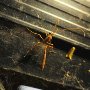 Ichneumonidae (family) at QPRC LGA - 29 Feb 2024