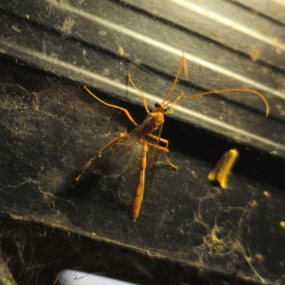 Ichneumonidae (family) (Unidentified ichneumon wasp) at Captains Flat, NSW - 29 Feb 2024 by Csteele4
