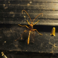 Ichneumonidae (family) at QPRC LGA - 29 Feb 2024