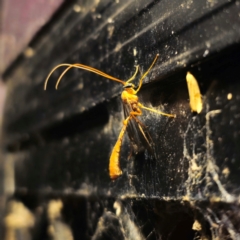 Ichneumonidae (family) at QPRC LGA - 29 Feb 2024