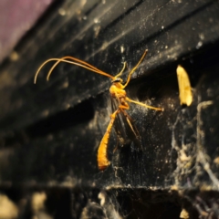 Ichneumonidae (family) at QPRC LGA - 29 Feb 2024