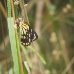 Belenois java (Caper White) at Murrumbateman, NSW - 1 Mar 2024 by SimoneC