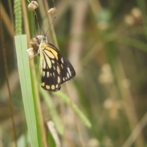 Belenois java at Murrumbateman, NSW - 1 Mar 2024