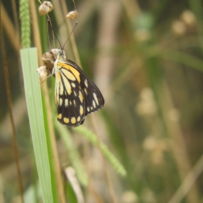 Belenois java (Caper White) at Murrumbateman, NSW - 1 Mar 2024 by SimoneC