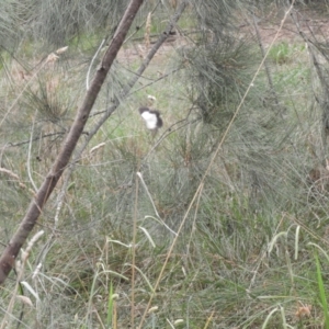 Belenois java at Murrumbateman, NSW - 1 Mar 2024