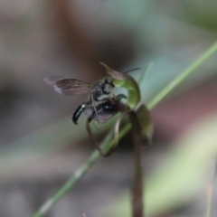 Thynninae (subfamily) (Smooth flower wasp) at Tallaganda State Forest - 1 Mar 2024 by Csteele4