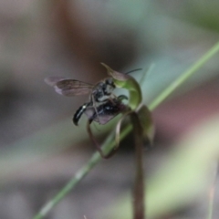 Thynninae (subfamily) (Smooth flower wasp) at Harolds Cross, NSW - 1 Mar 2024 by Csteele4