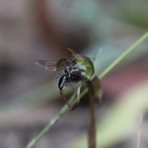 Thynninae (subfamily) at QPRC LGA - 1 Mar 2024