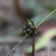 Thynninae (subfamily) at QPRC LGA - 1 Mar 2024