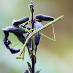 Mantodea (order) (Unidentified praying mantis) at Wodonga - 1 Mar 2024 by KylieWaldon