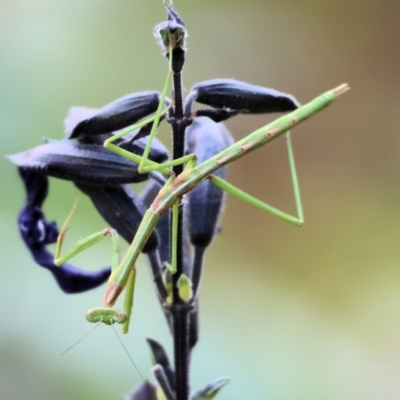 Unidentified Stick insect (Phasmatodea) at Wodonga - 1 Mar 2024 by KylieWaldon