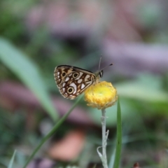 Oreixenica lathoniella (Silver Xenica) at QPRC LGA - 1 Mar 2024 by Csteele4