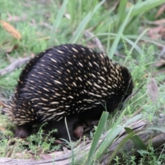 Tachyglossus aculeatus (Short-beaked Echidna) at Harolds Cross, NSW - 1 Mar 2024 by Csteele4