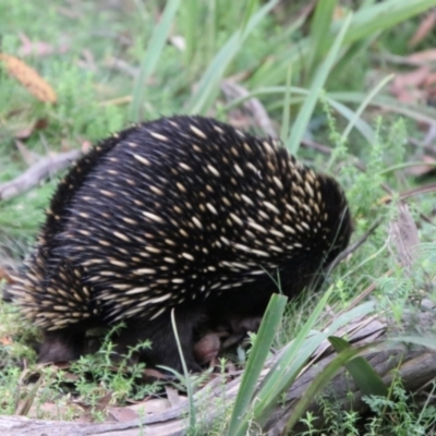 Tachyglossus aculeatus (Short-beaked Echidna) at Tallaganda State Forest - 1 Mar 2024 by Csteele4